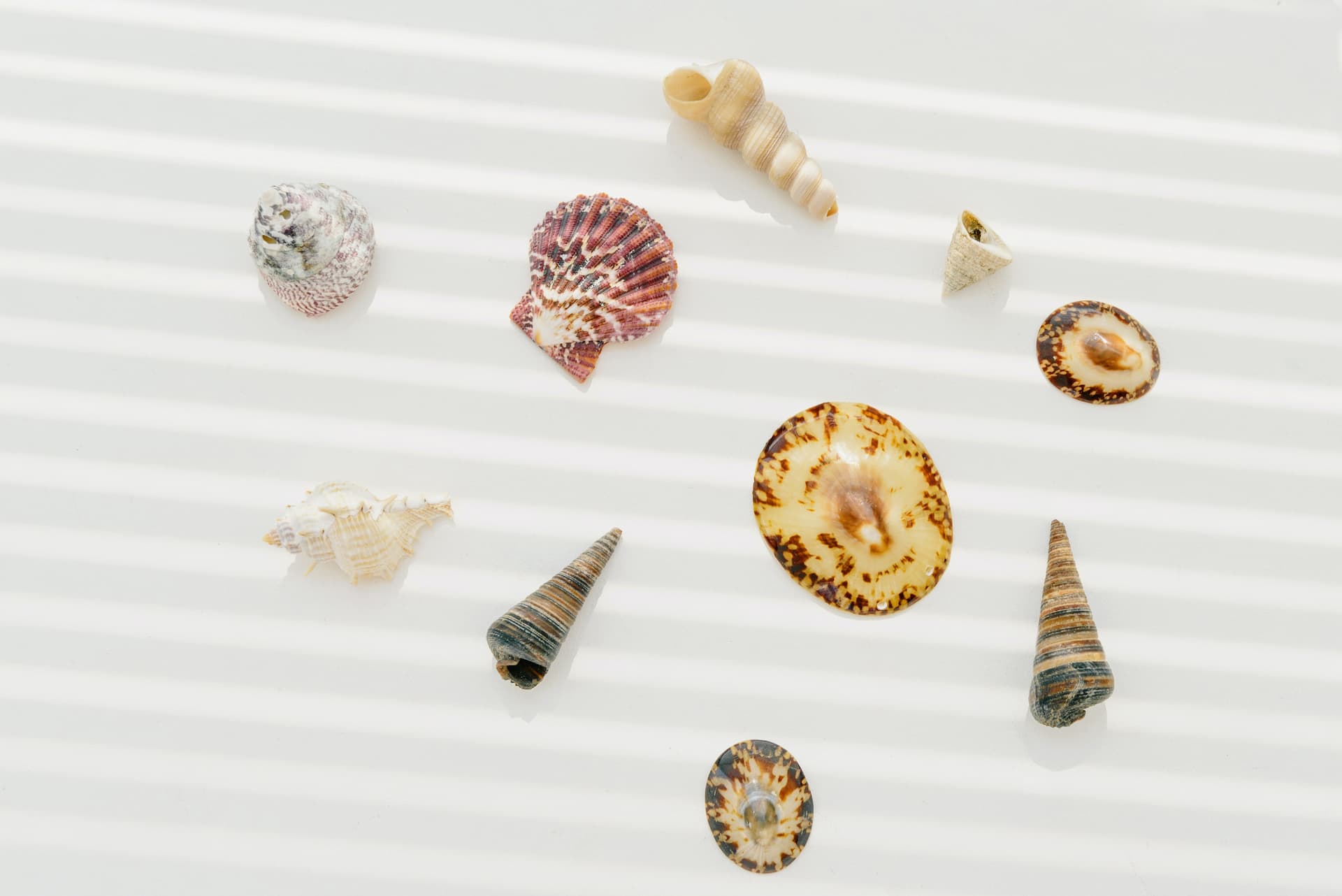 Caracolas para decorar una casa en la playa